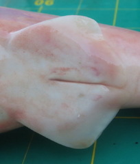 Carcharhinus amboinensis