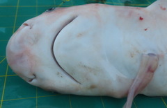 Carcharhinus amboinensis