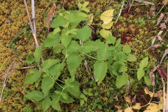 Ostericum palustre