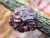 Witches Butter Wart - Photo (c) Peachysteve, some rights reserved (CC BY-NC), uploaded by Peachysteve