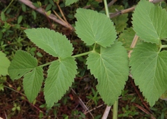 Ostericum palustre