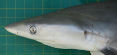 Carcharhinus sorrah