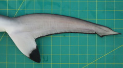 Carcharhinus sorrah