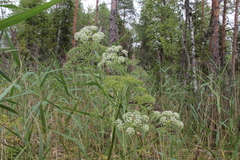 Ostericum palustre