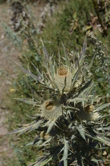 Cirsium turkestanicum