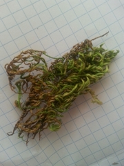 Homalothecium aureum