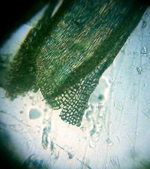 Homalothecium aureum