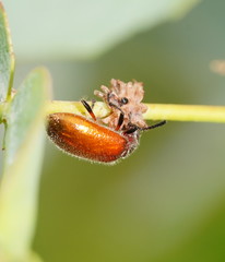 Metriolagria affinis