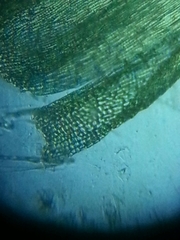 Homalothecium aureum