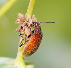 Metriolagria affinis