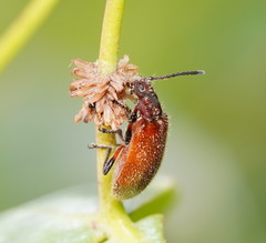 Metriolagria affinis