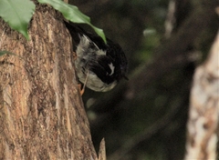 Petroica macrocephala