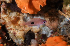 Caesioperca lepidoptera