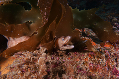 Gymnothorax nubilus