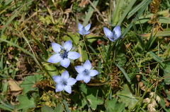 Lomatogonium carinthiacum