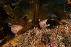 Gymnothorax nubilus