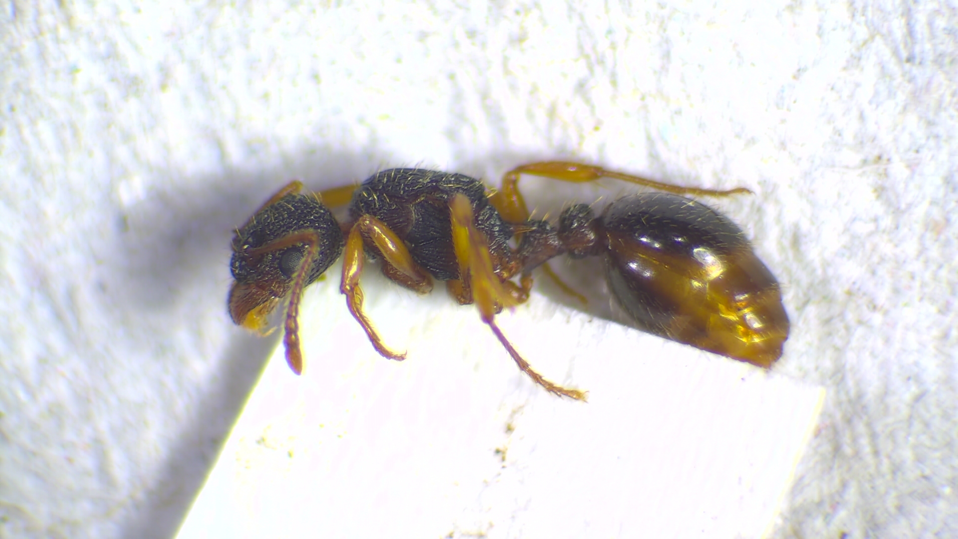 Myrmica lobicornis