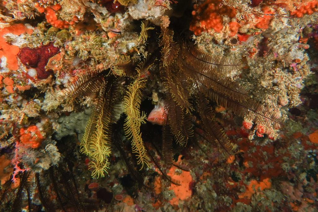 Cenolia novaezealandiae