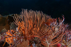 Perissogorgia vitrea