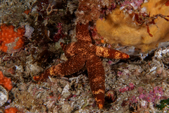 Ophidiaster macknighti