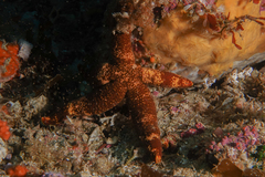 Ophidiaster macknighti