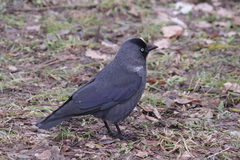 Corvus monedula