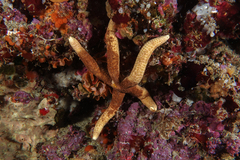 Ophidiaster macknighti