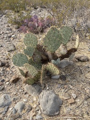 Opuntia arizonica