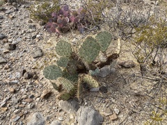 Opuntia arizonica