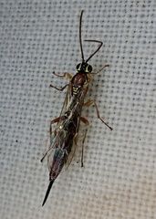 Tromatobia lineatoria