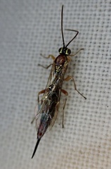 Tromatobia lineatoria