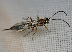 Tromatobia lineatoria