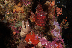 Gymnothorax nubilus