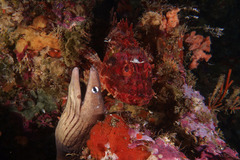 Gymnothorax nubilus
