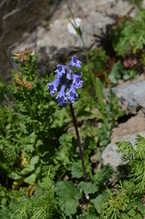 Dracocephalum imberbe
