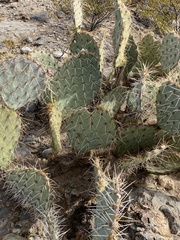 Opuntia arizonica