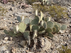 Opuntia arizonica