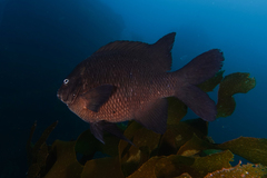 Parma alboscapularis