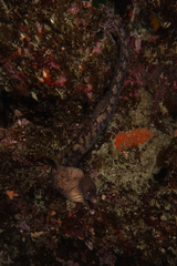 Gymnothorax nubilus