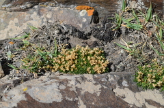 Cherleria biflora
