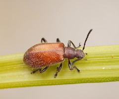 Metriolagria affinis