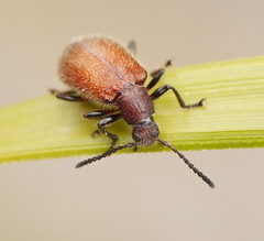 Metriolagria affinis