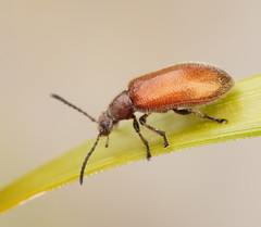 Metriolagria affinis