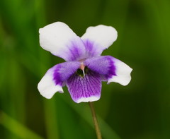 Viola eminens