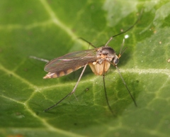 Exechia fusca