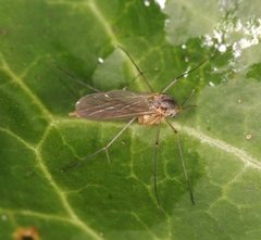 Exechia fusca