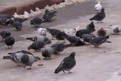 Columba livia domestica