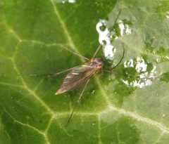 Exechia fusca