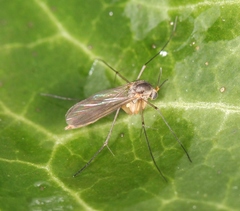 Exechia fusca