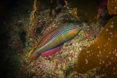 Suezichthys arquatus